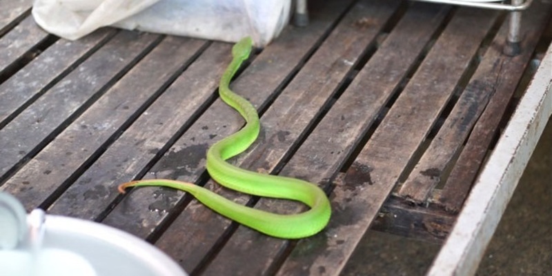 Giấc mơ rắn bò vào nhà sẽ mang đến những điều tốt lành