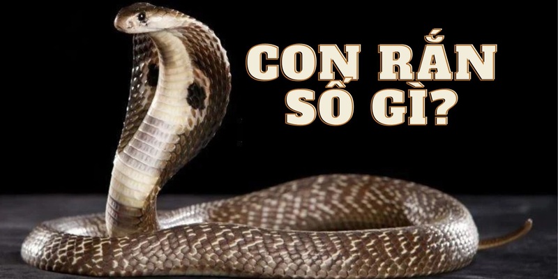 Mỗi giấc mơ về rắn đều sẽ tương ứng với 1 con số may mắn