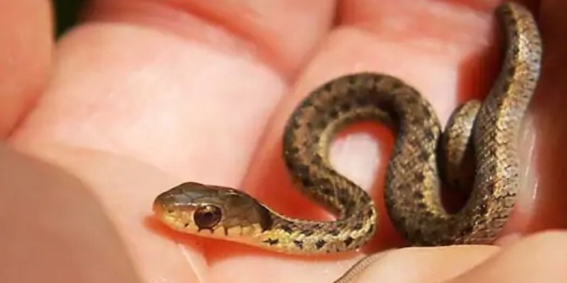 Rắn nhỏ có thể mang đến những dấu hiệu tích cực