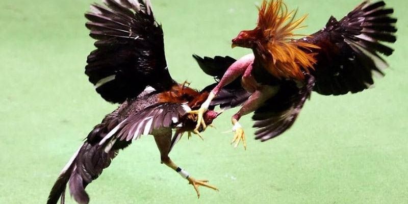 Người chơi phải nắm rõ điều quan trọng