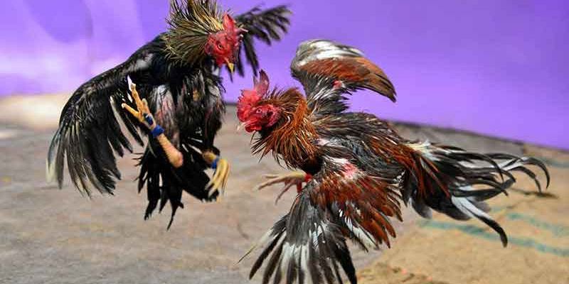 Hệ thống tính điểm 888B minh bạch