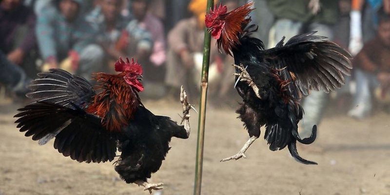 Cách xác định kết quả trận đấu đá gà Campuchia