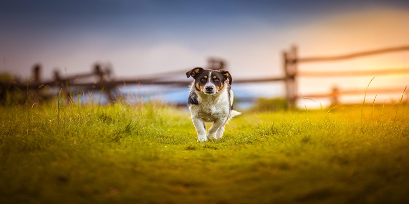 Giải mã thông điệp và đề xuất đánh lô từ hình ảnh thú cưng đi lạc