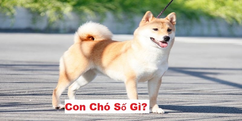 Con chó số gì - Giải mã từ đội ngũ chuyên gia phong thuỷ giỏi