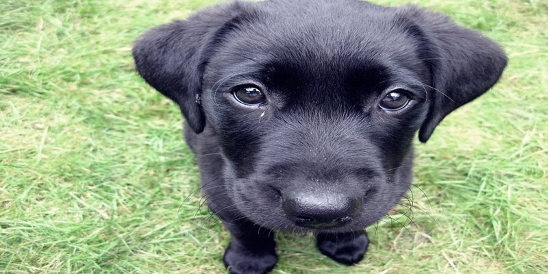 Hắc cẩu xuất hiện thường kéo theo điềm dữ, chuyện không được suôn sẻ