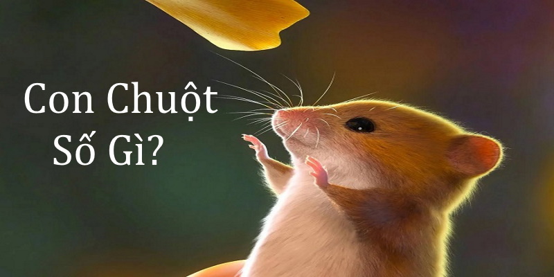 Con chuột số gì? Giải mã khi thấy các loại khác nhau