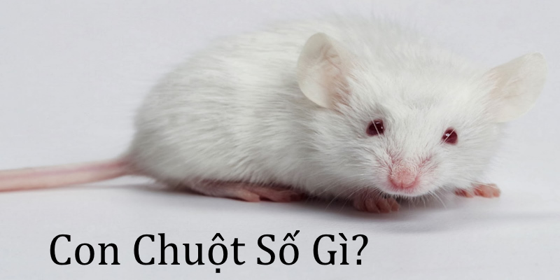 con chuột số gì?
