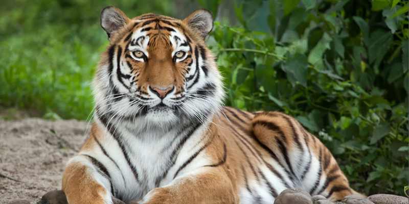 Con cọp là đại diện cho sự dũng mãnh và cương quyết 