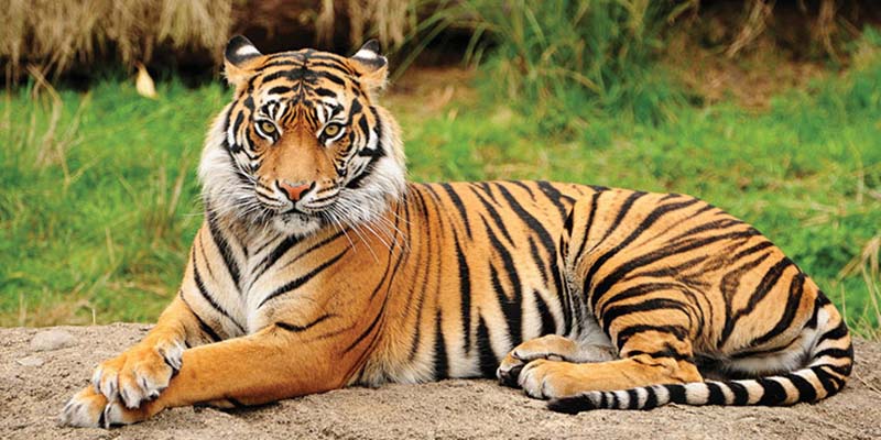 Bị hổ vồ là dấu hiệu cho thấy sự kiện không may sắp xảy ra