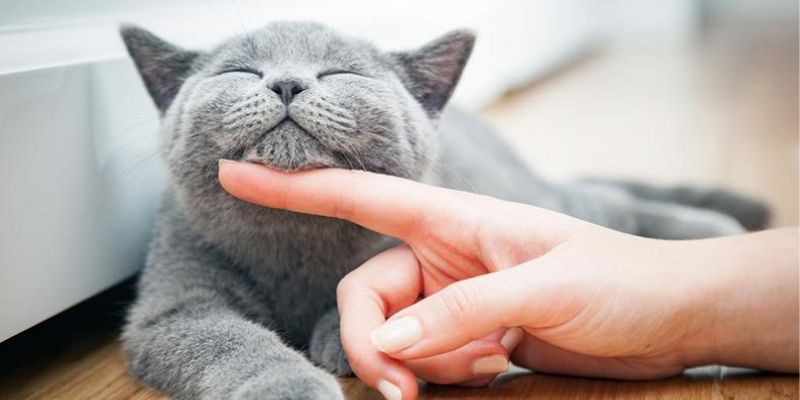 Chiêm bao thấy con mèo số gì trường hợp mơ chung chung