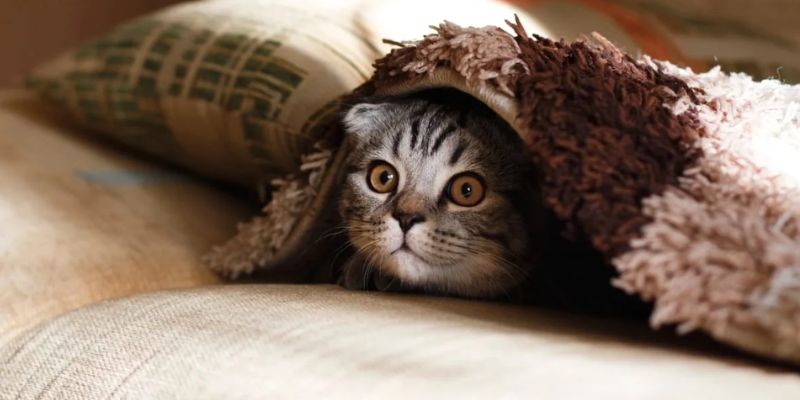 Nam giới nằm mơ thấy con mèo nên đánh số nào may mắn?