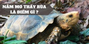 Rùa vốn là linh vật cao quý, linh thiêng 