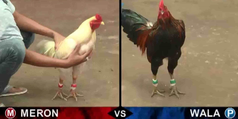 Thể thức thi đấu đá gà cựa dao