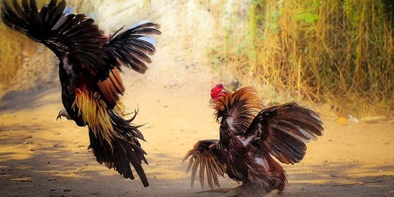 Đá gà 888B an toàn