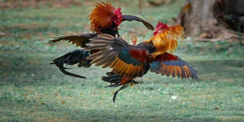 Luật chơi đá gà trực tiếp dễ hiểu