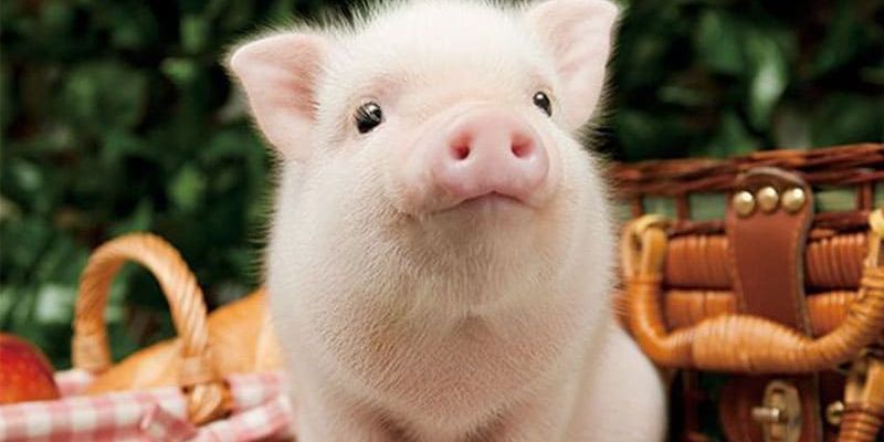 Ý nghĩa khi mộng thấy heo đẻ con 