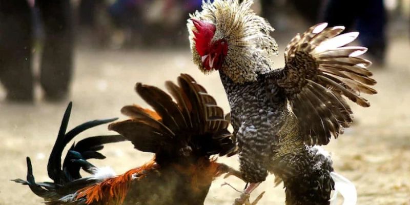 Đôi nét khái quát về sảnh cược Digmaan