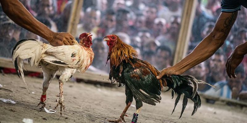 Cách thức cá cược chọi kê