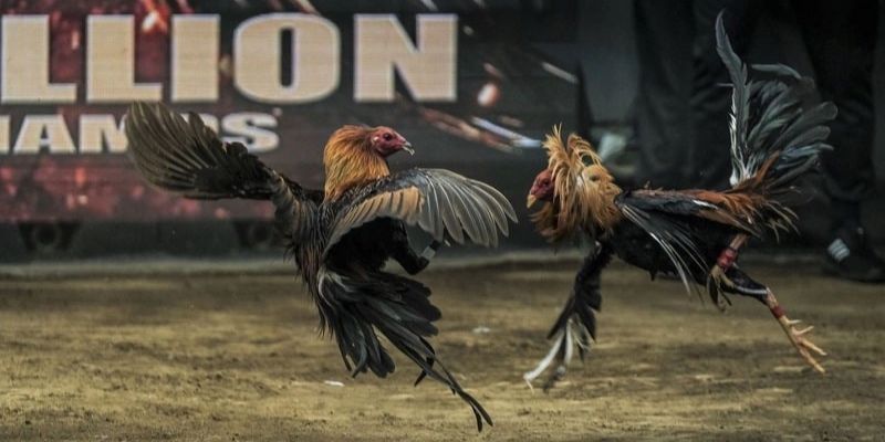 Lưu ý cần biết khi đá gà tại sảnh cược Digmaan