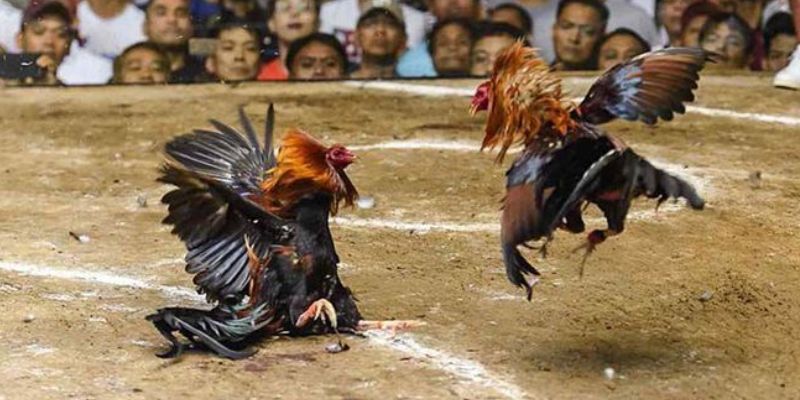 Cách chiêm ngưỡng cuộc đấu 