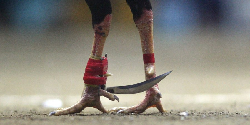 Hình thức đá cựa dao