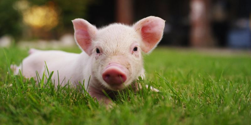 Ý nghĩa của đặc điểm con heo số gì trong giấc mơ 